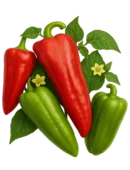 Sweet Pepper Seeds Italian