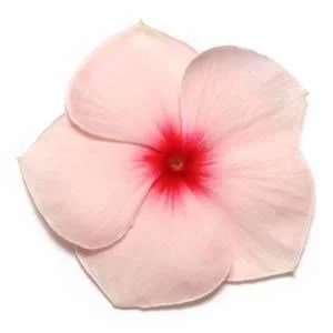 Pacifica XP Apricot Vinca