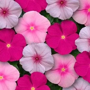 Titan® Mix Vinca