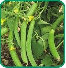 long melon (kakri) Selected Seeds