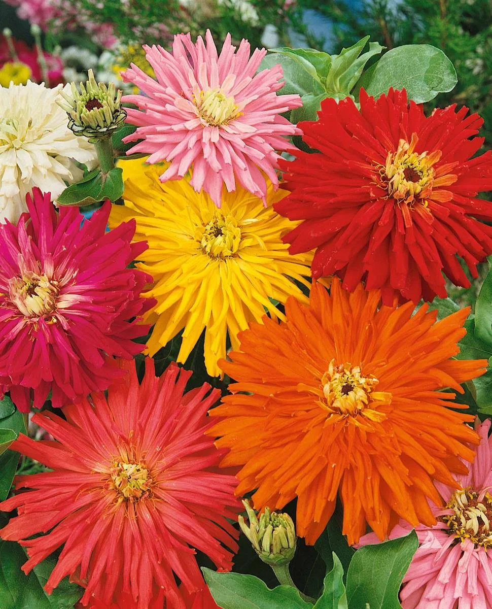ZINNIA CACTUS MIXED