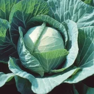 Cabbage Hybrid F1