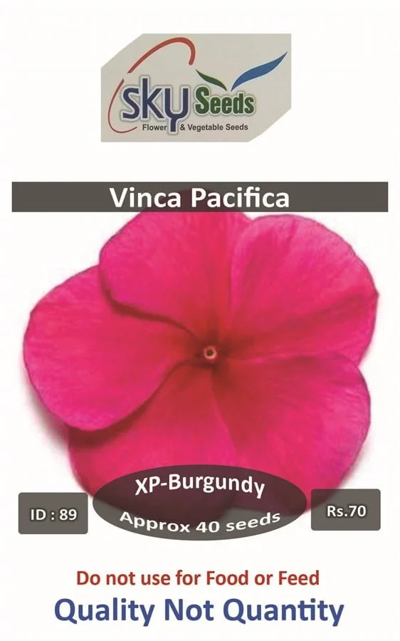 Pacifica XP Burgundy Vinca 40 SEEDS