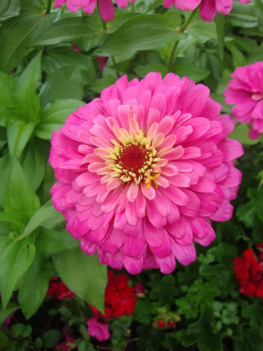 Zinnia Sky Dream Double Dwarf Hybrid f1 Pink