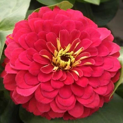 Zinnia Magellan Cherry F1