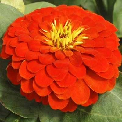 Zinnia Magellan Scarlet F1