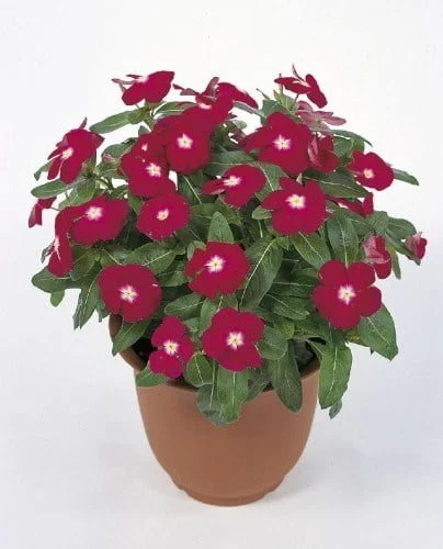 vinca victory Cranberry