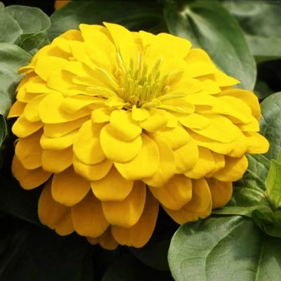 Zinnia Magellan Yellow F1
