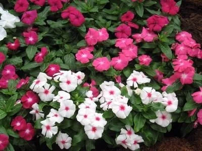 VINCA VICTORY SERIES MIX