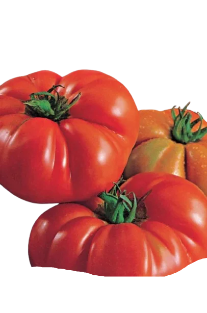 Tomato Costoluto Fiorentino