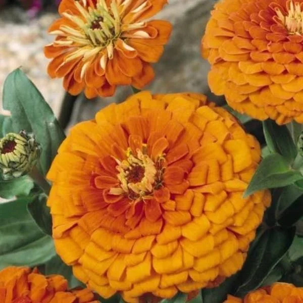 Zinnia Super Yoga Orange