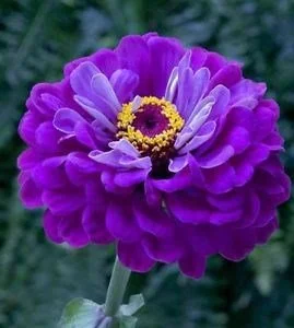 Zinnia Super Yoga Purple