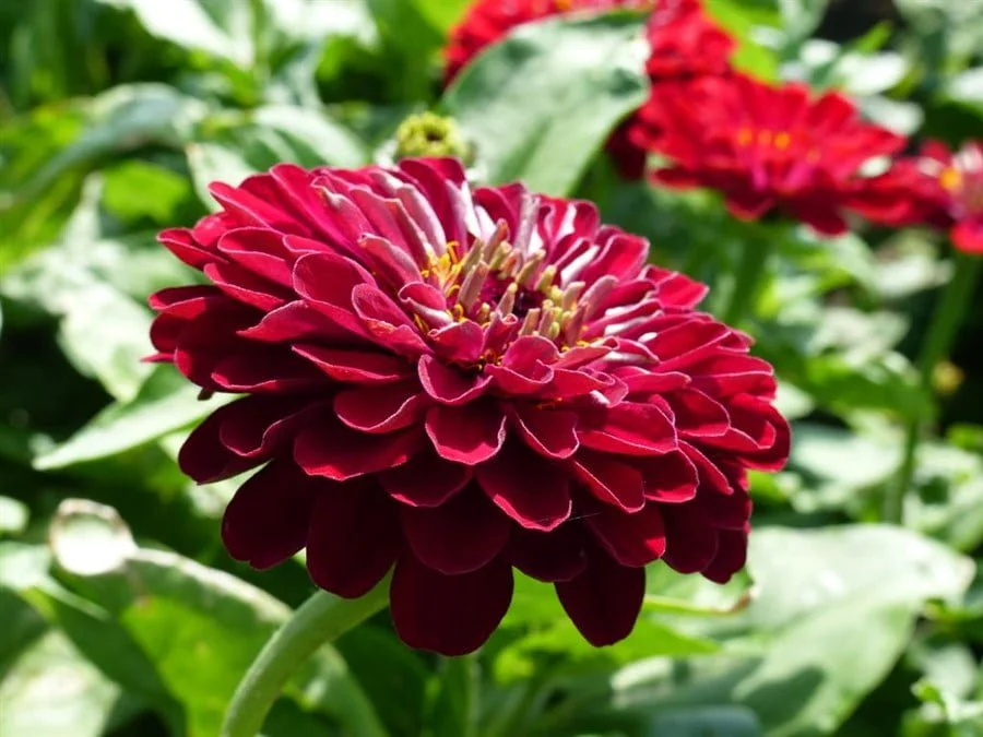 Zinnia Super Yoga Dark Red