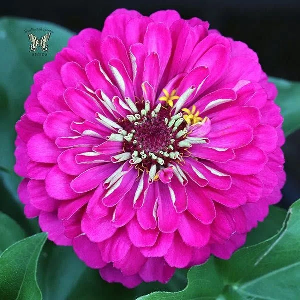 Zinnia Sky Dream Double Dwarf Hybrid f1 ROSE COLOR