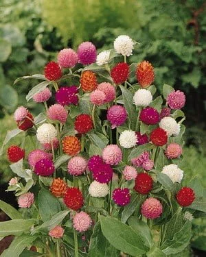 Gomphrena Mixed 40 seed