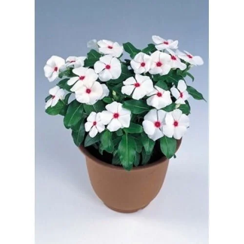 VINCA VICTORY Bright Eye