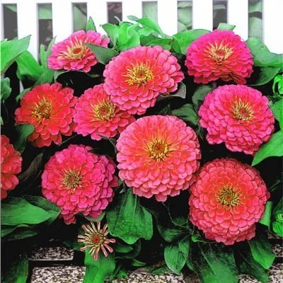 Zinnia Dreamland PINK F1