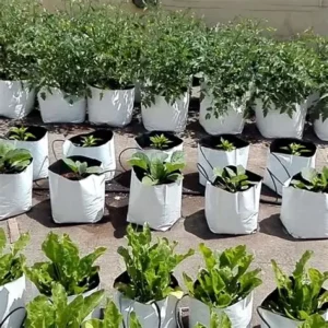 Grow Bags
